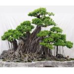 Cây cảnh bonsai